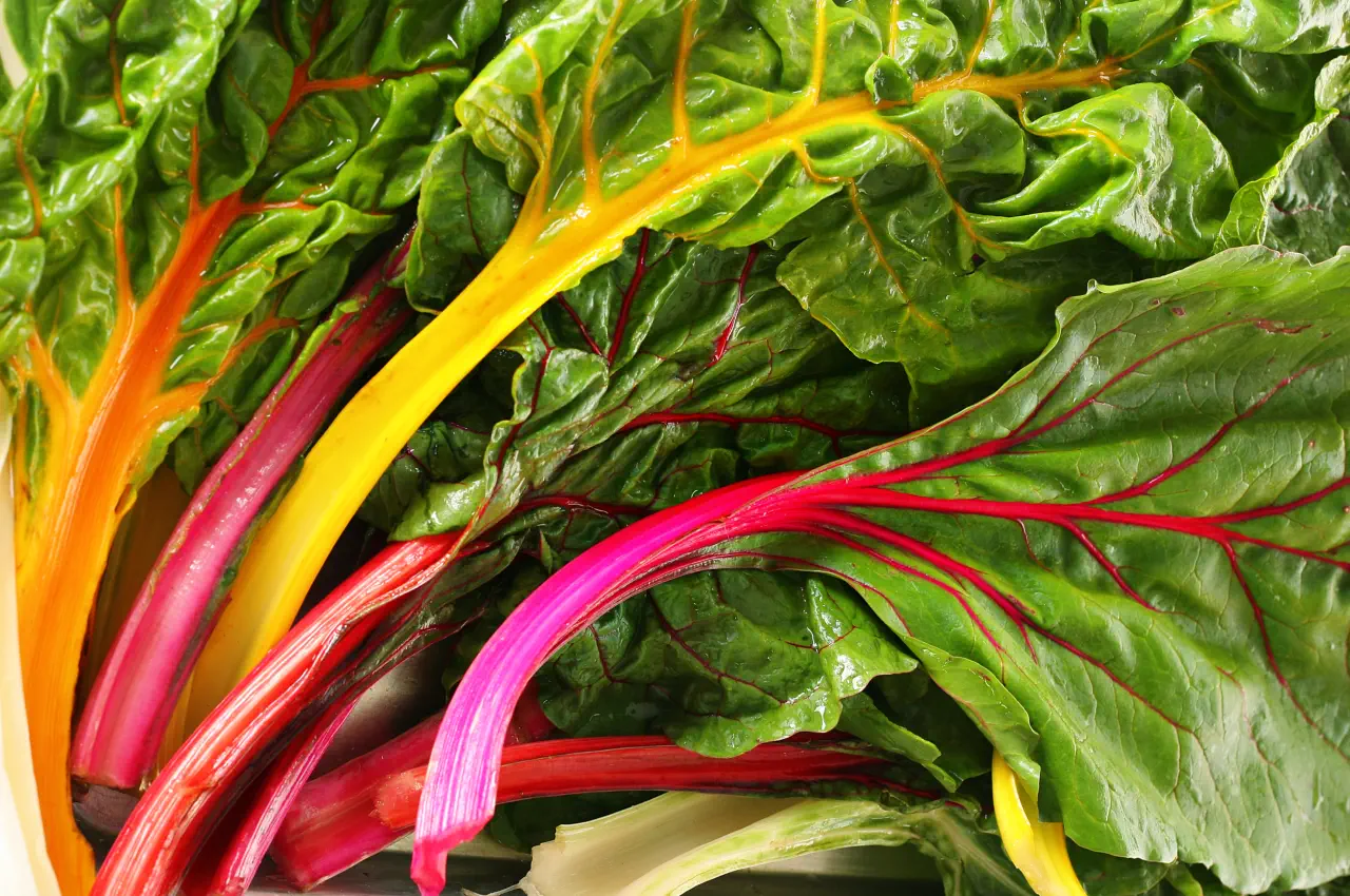 How to Grow Rainbow Chard